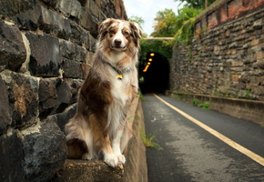 дорога, друг, Собака