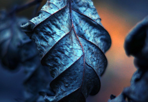 прожилки, макро, сухие, Листья