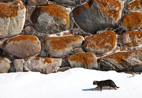 снег, Зима, камни, кот
