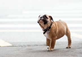 щенок, прогулка, Собака