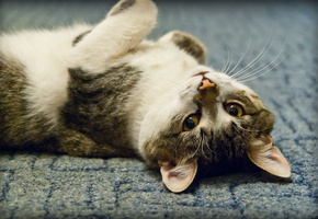 взгляд, Котэ, дорога