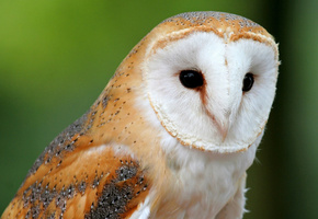 сова, обои, Животные, сипуха