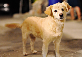 собачка, красивая, Собаки, собака, морда