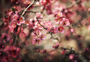 ветви, природа, Цветы, боке, цветение, растение, bokeh