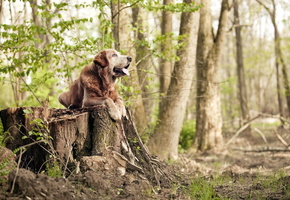 Собака, лес, природа