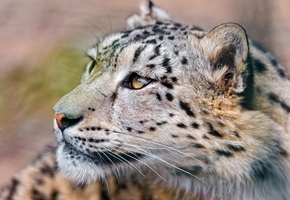 ирбис, смотрит вверх, морда, усы, Снежный барс