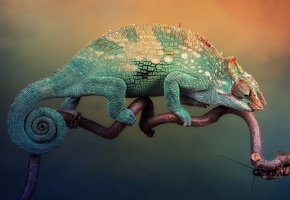 таракан, ветка, охота, Хамелеон