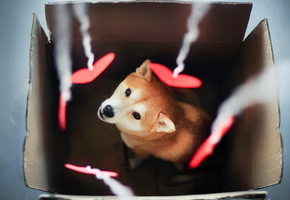 Собака, сердечки, коробка