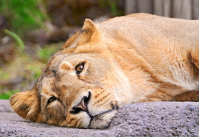 львица, смотрит, морда, лежит, Лев