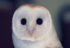 совенок, птичка, сипуха, Сова, совушка, птица