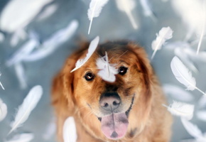 Собака, перья, взгляд