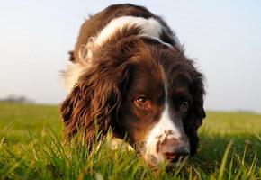 взгляд, друг, Собака