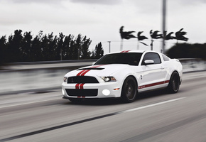 белый, форд, shelby, мустанг, gt500, mustang, muscle car, Ford, мускул кар