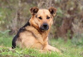 взгляд, друг, Собака