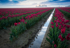 Цветы, тюлпаны, поле, небо