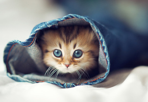 постель, Кошка, глаза, джинсы, кот, котенок, халоша