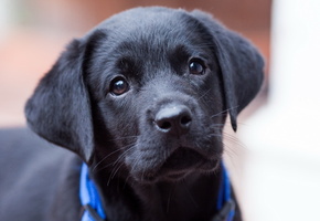 щенок, Собака, взгляд