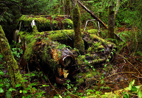 деревья, Лес, время, автомобиль