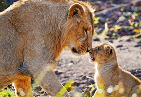 Лев, нос к носу, львёнок