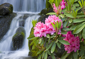 макро, цветы, природа, ветка, Олеандр, водопад, розовые