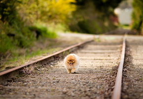 прогулка, дорога, Собака