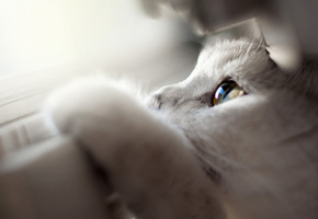 Кот, макро, окно