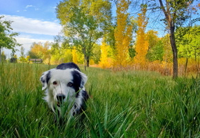 осень, Собака, друг