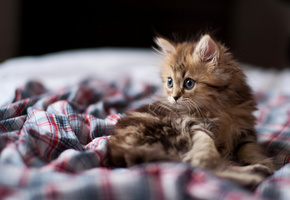 кошка, фокус, Котенок, мордочка, взгляд, кот, daisy