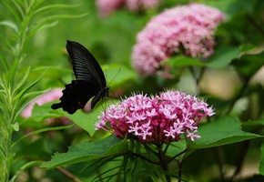 соцветия, зелень, бабочка, листья, Цветы, розовый