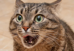 усы, глаза, Кот