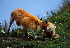 лиса, Рыжая, зелёная, потомство, трава, пара, забота