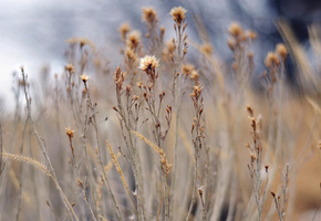 фокус, боке, размытость, Травы, растения, сухие, природа