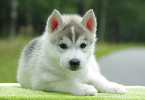 Собака, щенок, фон