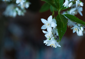 Макро, листья, цветы, размытость, цветение