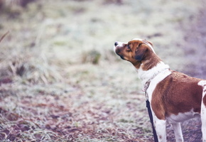 друг, прогулка, Собака