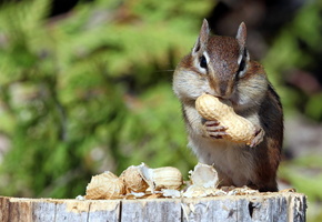 орехи, Бурундук, природа