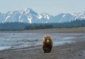 горы, пляж, Мишка, медведь, аляска