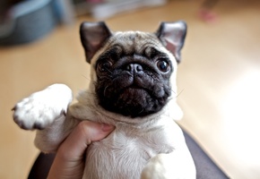 мордашка, испуг, Мопс, собака