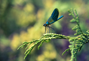 макро, насекомое, ветка, Стрекоза