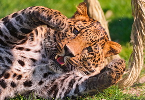 играет, морда, лапы, Леопард, пятнистый