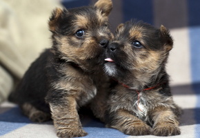 щенки, дом, Собаки