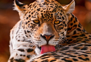 большая кошка, пятнистый, panthera onca, лежит, Ягуар