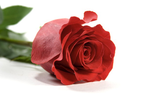 лепестки, Цветы, листья, белый фон, роза, красная