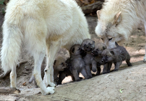 волчата, малыши, Семейство, потомство, волк, волчица