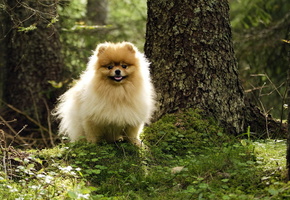 лето, лес, Собака