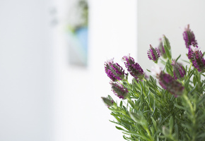 цветы, листья, веточки, розмарин, фиолетовые, Макро