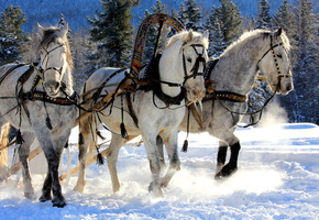 лошади, хвоя, трио, Белые, упряжка, лес, тройка, деревья