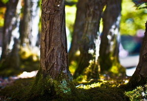 макро, Деревья, мох, свет