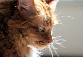 свет, фон, Кошка