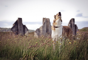 фон, природа, Собака